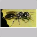 Pemphredon sp Grabwespe 07 9mm mit Blattlauseintrag.jpg